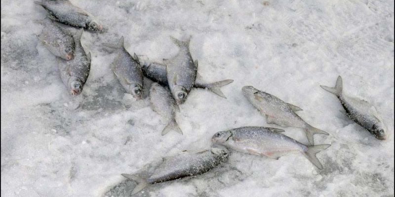 Зимняя рыбалка на Дону - густера