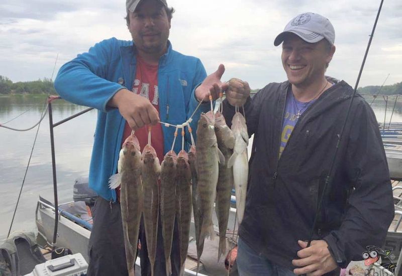 Наши друзья с уловом