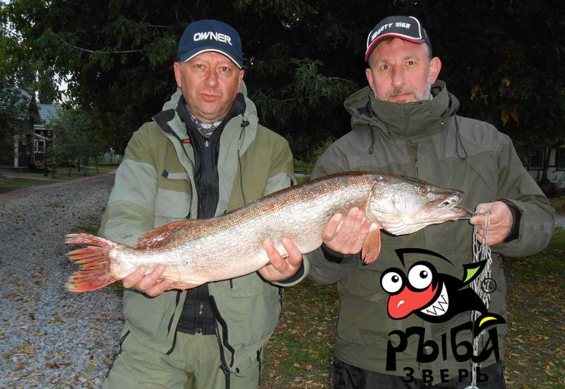 Щука 7 200 , сопровождающий егерь Михайлов Дмитрий