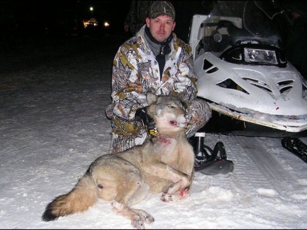 Охота на волка