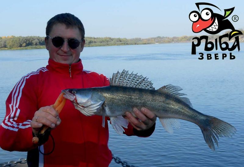 08.10.2018 судак все активнее с похолоданием воды