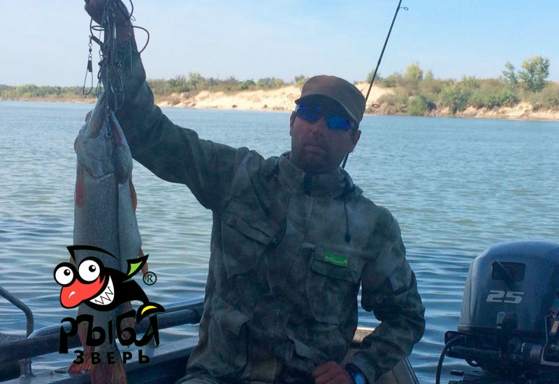 Щуки нашего гостя ловля рыбы на Дону