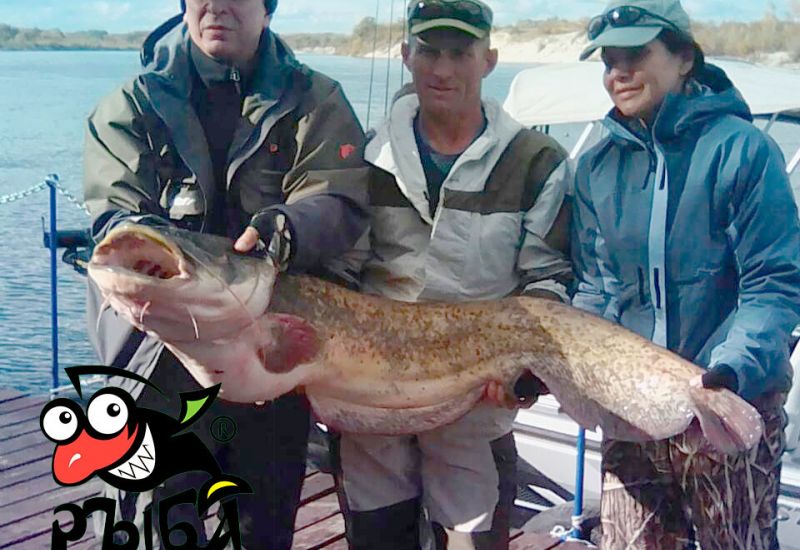 Донской сомик Урасовым Владимиром