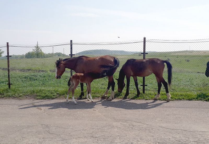 Прибавление