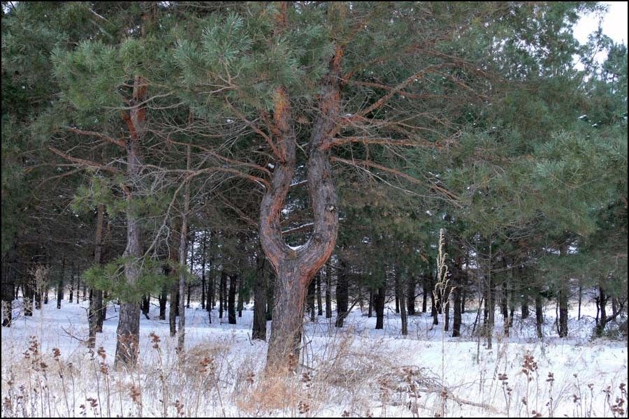 Нижне-Хоперский природный парк
